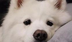 青春萨摩耶爆料视频,揭秘萌犬日常与成长瞬间